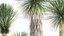 Yucca rostrata w doniczce do wnętrza 1015