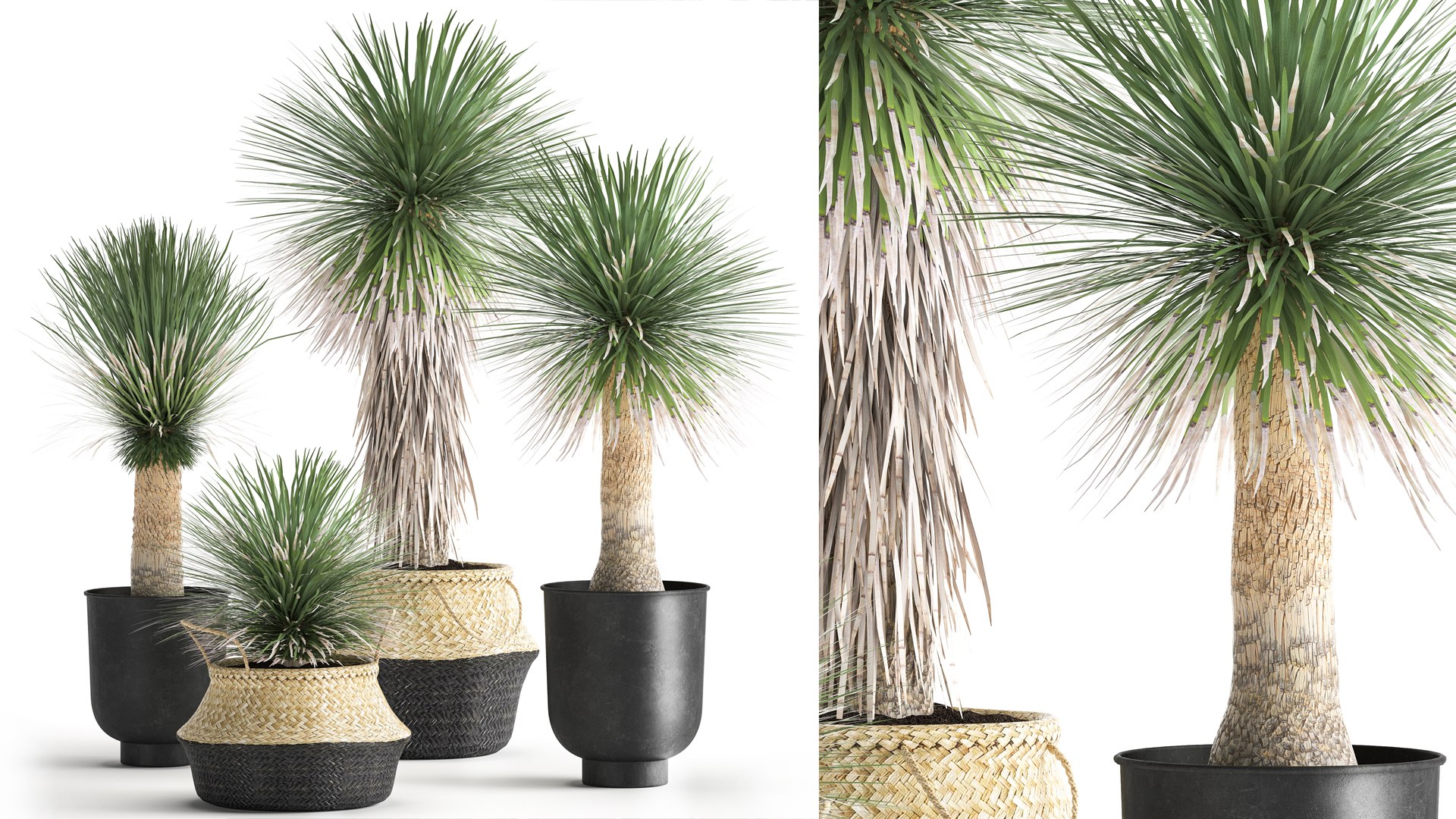 Yucca rostrata in a flowerpot for the interior 1015 3D model https://p.turbosquid.com/ts-thumb/jC/DxULbM/qo/1yucca0207202100/jpg/1625322899/1920x1080/fit_q87/fc00a79dcc6d2cfb28fa5b7fc8425fd8753b515b/1yucca0207202100.jpg