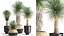 Yucca rostrata w doniczce do wnętrza 1015
