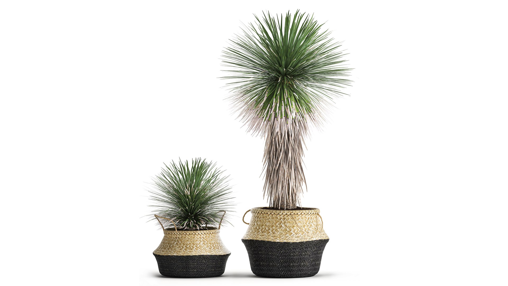 Yucca rostrata in a flowerpot for the interior 1015 3D model https://p.turbosquid.com/ts-thumb/jC/DxULbM/sY/1yucca0207202102/jpg/1625322898/1920x1080/fit_q87/03e2dc85df1d389e5bab34a18605a58a1c74c9d2/1yucca0207202102.jpg