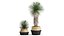 Yucca rostrata w doniczce do wnętrza 1015