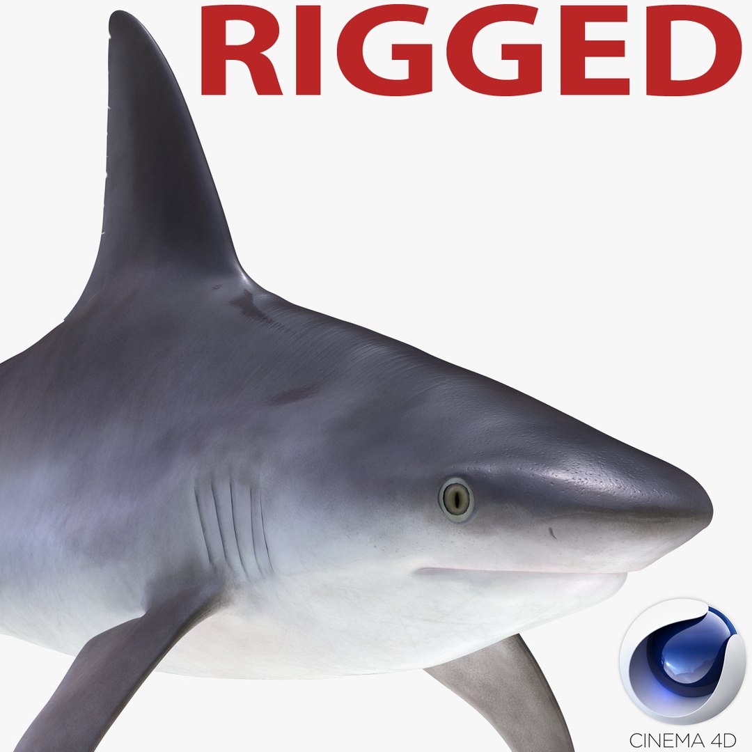 Sandbar Shark Rigged for Cinema 4D 3D model preview