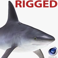 Sandbar Shark Rigged for Cinema 4D