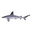 Sandbar Shark Rigged for Cinema 4D
