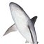 Sandbar Shark Rigged for Cinema 4D
