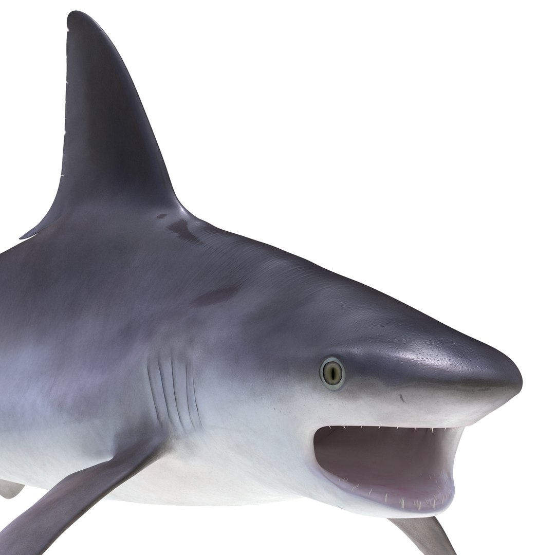 sandbar shark rigged c4d https://p.turbosquid.com/ts-thumb/jC/OGvWtD/cdC0LSHu/sandbarsharkriggedcinema4d3dmodel21/jpg/1481484599/1920x1080/fit_q87/355a7a17f7a3f2b23d9d53007b9c8cf6398f5d3b/sandbarsharkriggedcinema4d3dmodel21.jpg