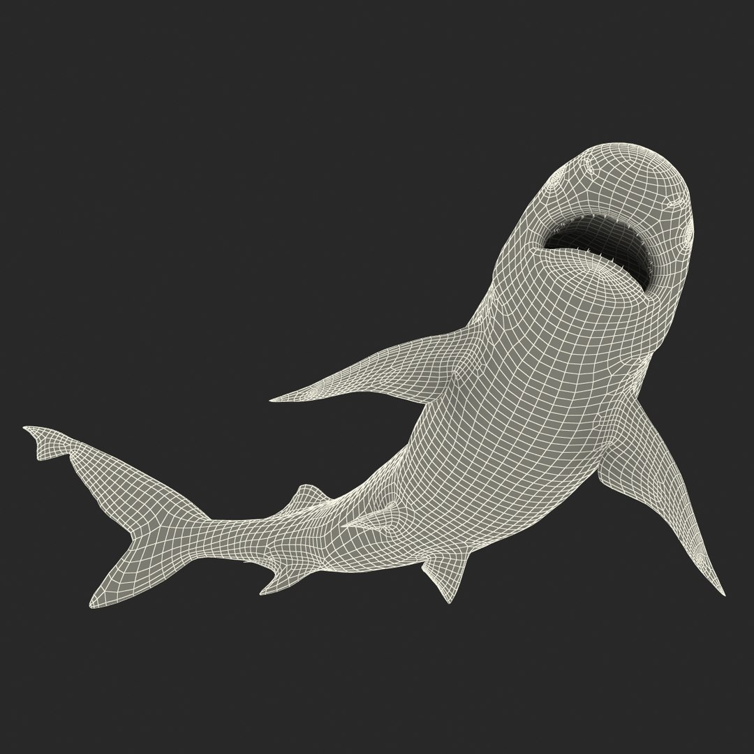 sandbar shark rigged c4d https://p.turbosquid.com/ts-thumb/jC/OGvWtD/tUhbnAeO/sandbarsharkriggedcinema4d3dmodel33/jpg/1481484599/1920x1080/fit_q87/8d1ce39f7357ed12e213304da607928fcb9db0d6/sandbarsharkriggedcinema4d3dmodel33.jpg
