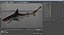 Sandbar Shark Rigged for Cinema 4D