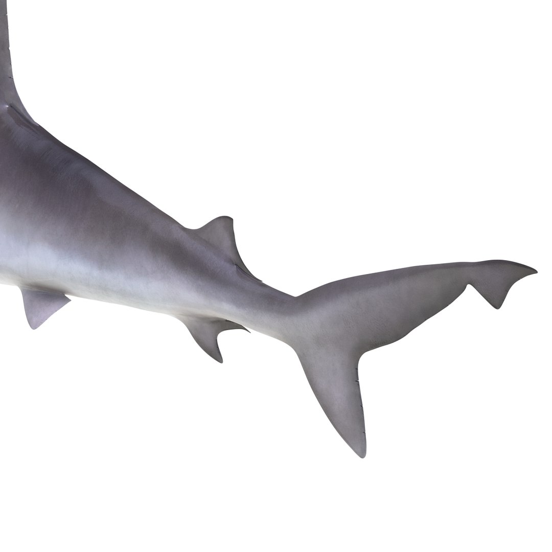 sandbar shark rigged c4d https://p.turbosquid.com/ts-thumb/jC/OGvWtD/xCmUQn6t/sandbarsharkriggedcinema4d3dmodel22/jpg/1481484599/1920x1080/fit_q87/00f3688cee882fffc3d769f683df86a87fdcfd2f/sandbarsharkriggedcinema4d3dmodel22.jpg