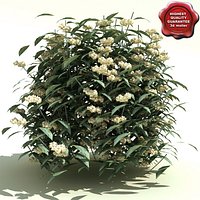 Viburnum rhytidophyllum (Cree)