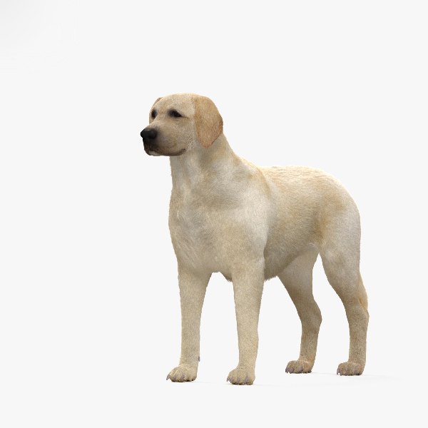 modelo 3d Labrador Retriever HD - TurboSquid 1340279