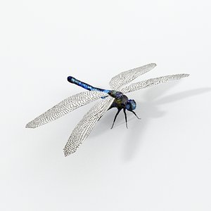 dragonfly model