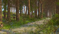 Nature Forest Environment