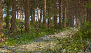 Nature Forest Environment
