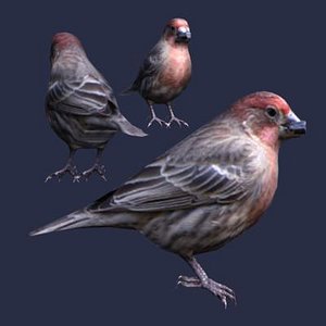 HouseFinch-male