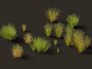 3D Panicum virgatum - Switch grass model