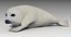 3D model seal baby