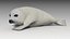 3D model seal baby