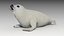 3D model seal baby