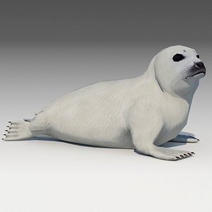 3D model seal baby
