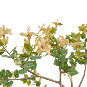 3D Hibiscus plant