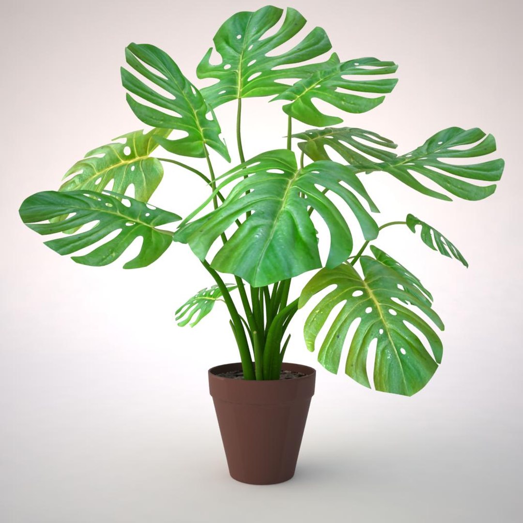 monstera plant fbx