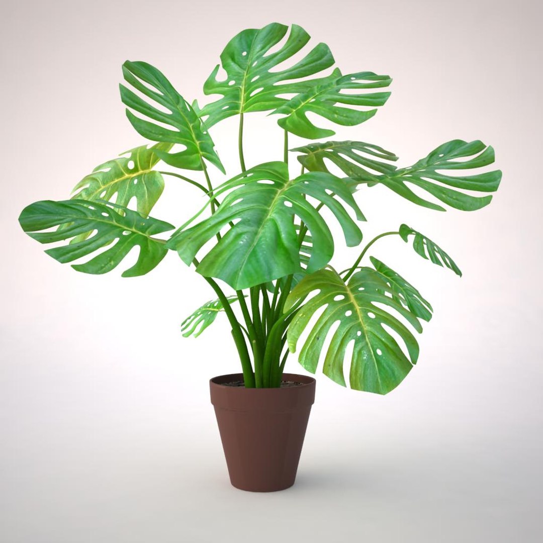 monstera plant fbx