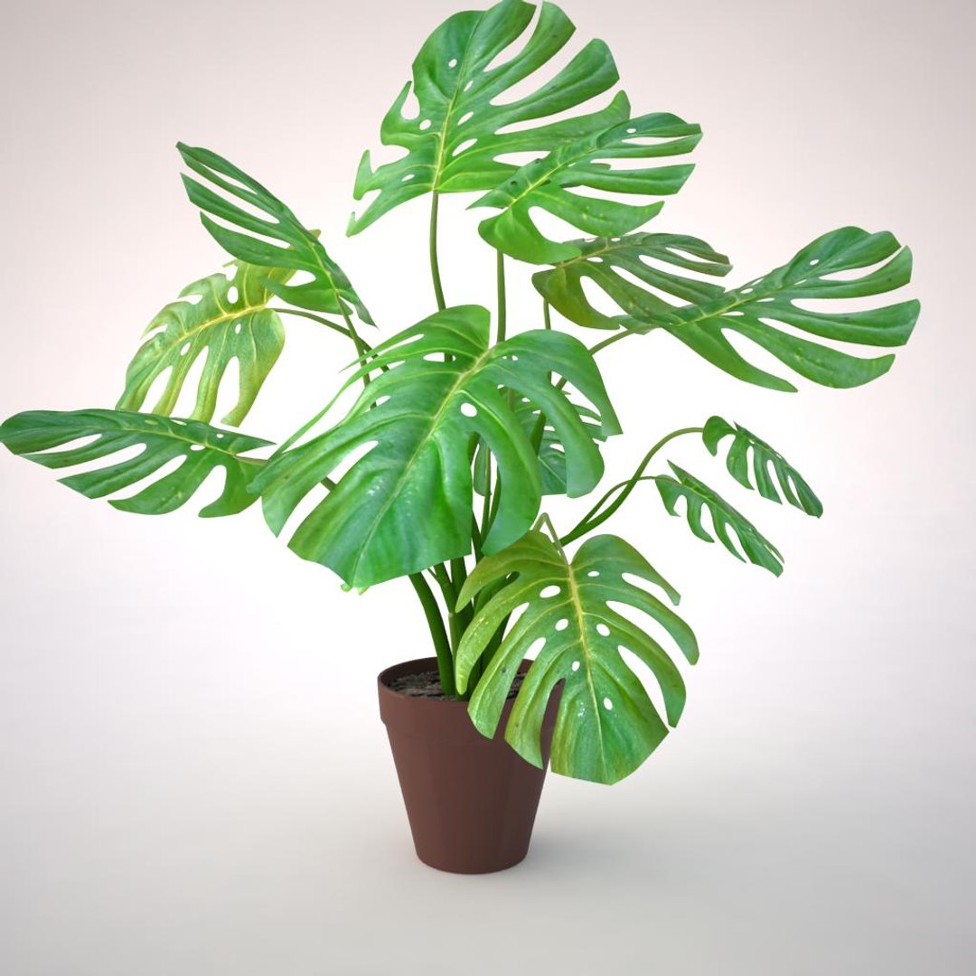 monstera plant fbx