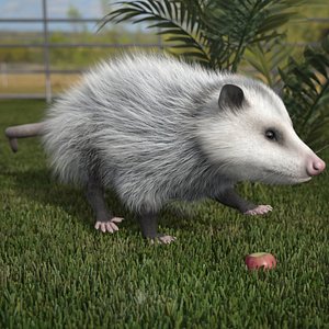 Opossum Walk and Dead Fur Animated Rigged for Maya 3D model