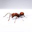 Ant