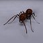 Ant