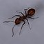 Ant