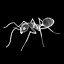 Ant