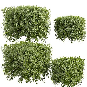 plant vol 995 - ivy - laurus - nobilis - bush 3D model