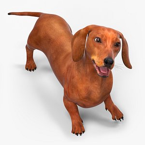 Smooth Dachshund Dog with Red Coat Rigged for Cinema 4D model