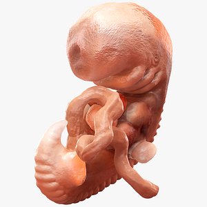 3D human embryo 4 weeks