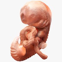 Human Embryo 4 Weeks