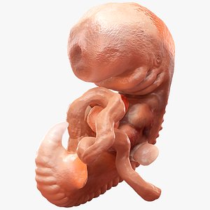 Human Embryo 4 Weeks