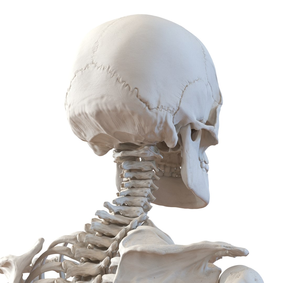 human male skeleton pose 3d 3ds