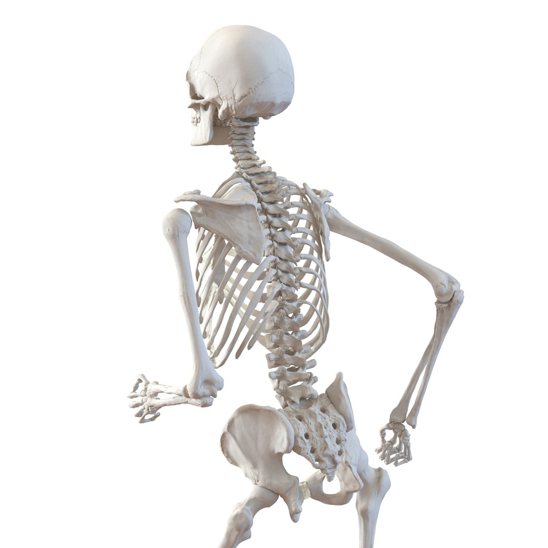 human male skeleton pose 3d 3ds