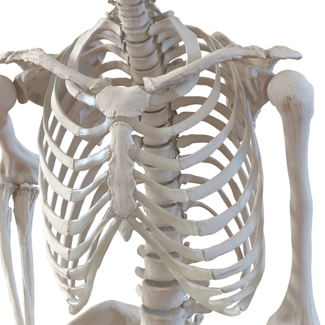 human male skeleton pose 3d 3ds