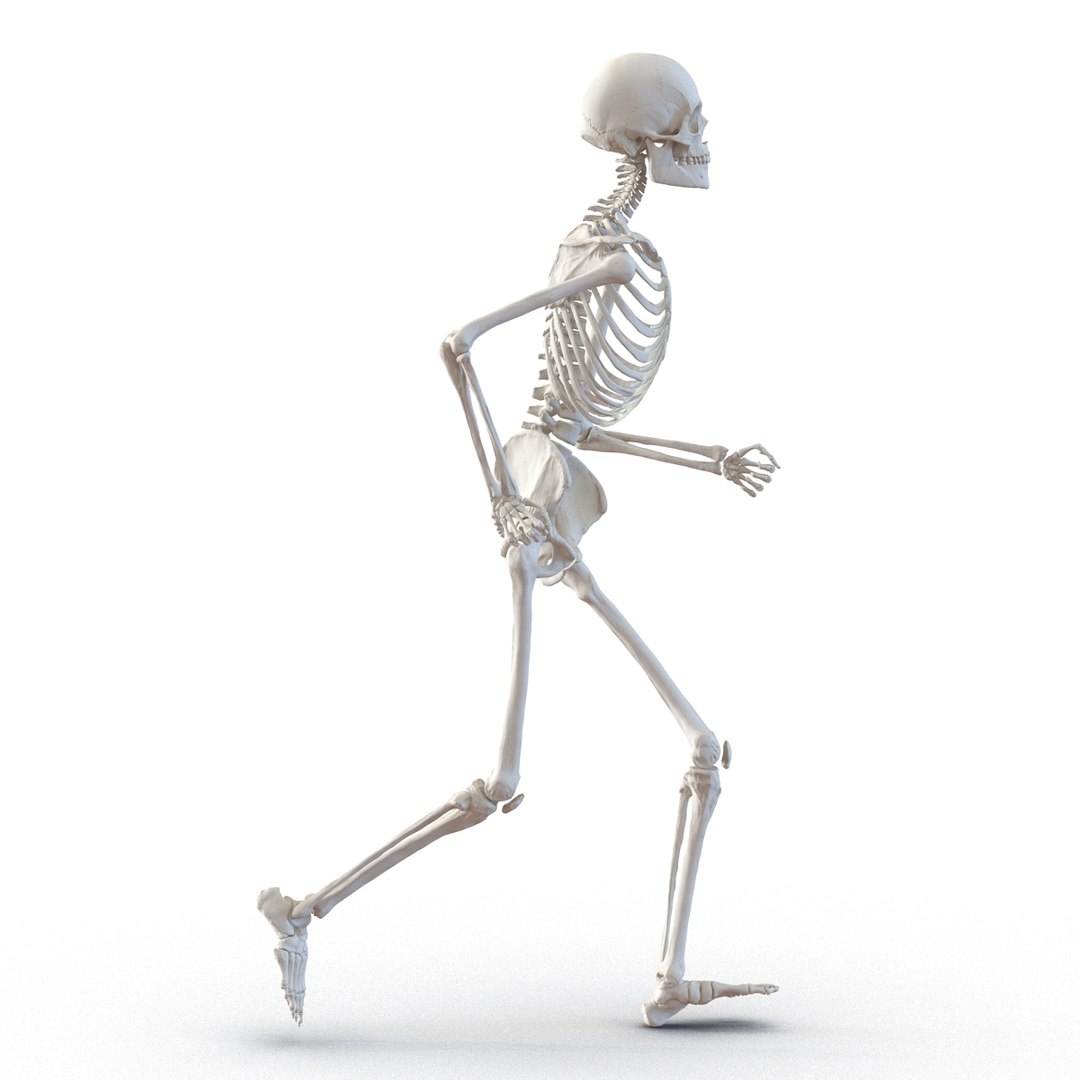 human male skeleton pose 3d 3ds