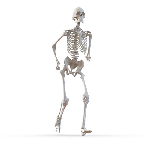 human male skeleton pose 3d 3ds