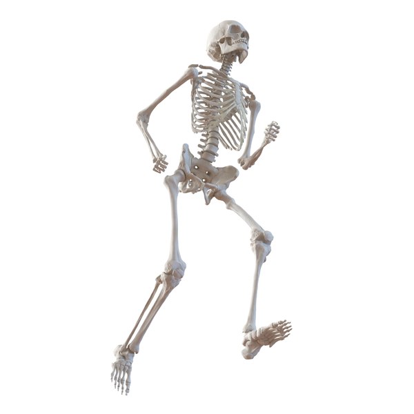 human male skeleton pose 3d 3ds