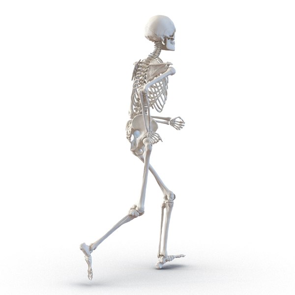 Human Male Skeleton Pose 3d 3ds