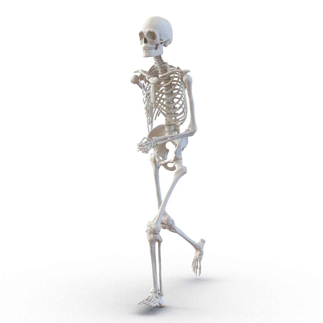 human male skeleton pose 3d 3ds