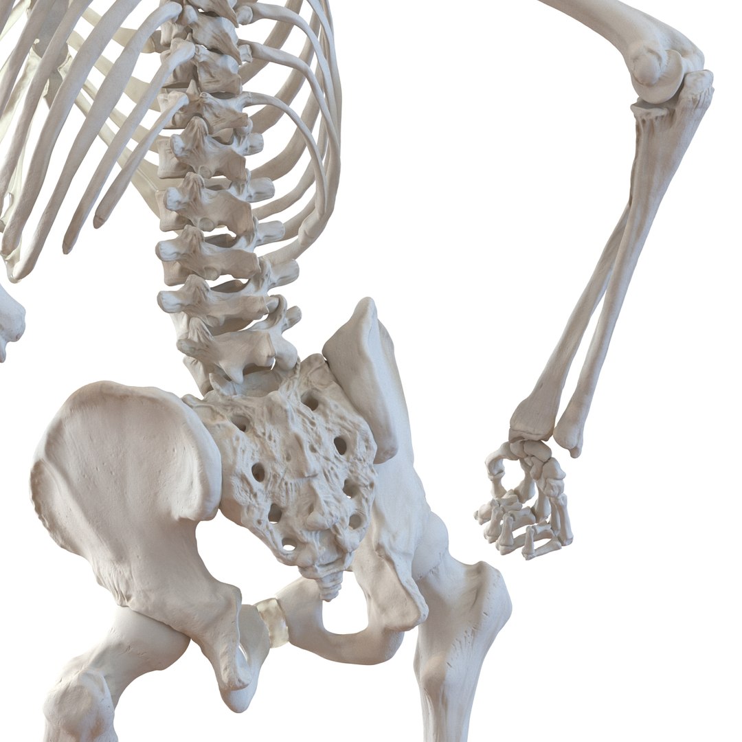 human male skeleton pose 3d 3ds