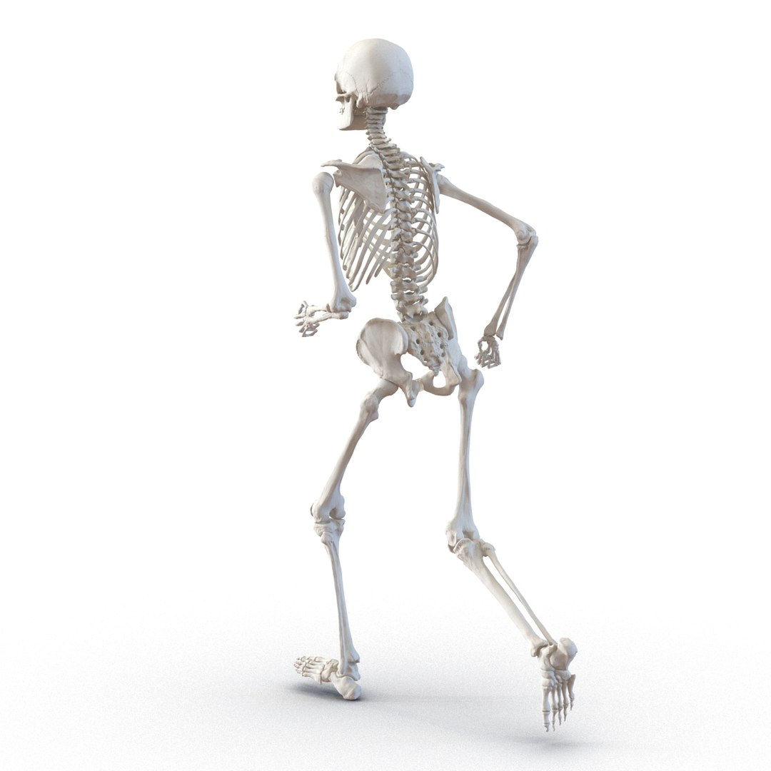 human male skeleton pose 3d 3ds