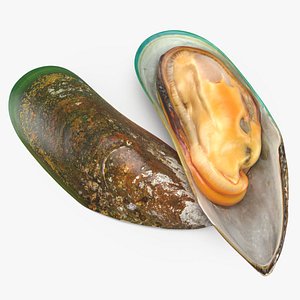 3D Green Mussel 01