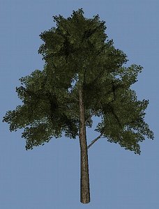Normal tree